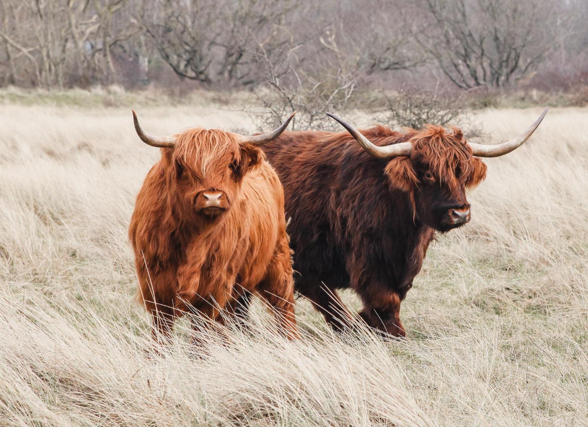 Zoomers Aan Het Bos Castricum Kültér fotó